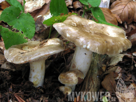 Lactarius acris