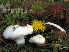 Agaricus campestris