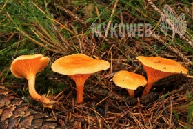 Hygrophoropsis aurantiaca