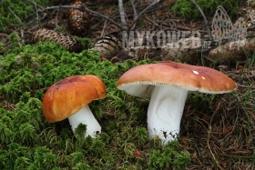 Russula paludosa