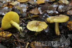 Tricholoma frondosae