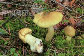 Tricholoma equestre