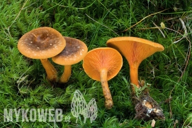 Hygrophoropsis rufa