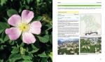 Flora von Bayern (2024)-Bayerische Botanische Gesellschaft e.V. (Hrsg.) / Meierott, Lenz (Hrsg.) / Fleischmann, Andreas (Hrsg.)